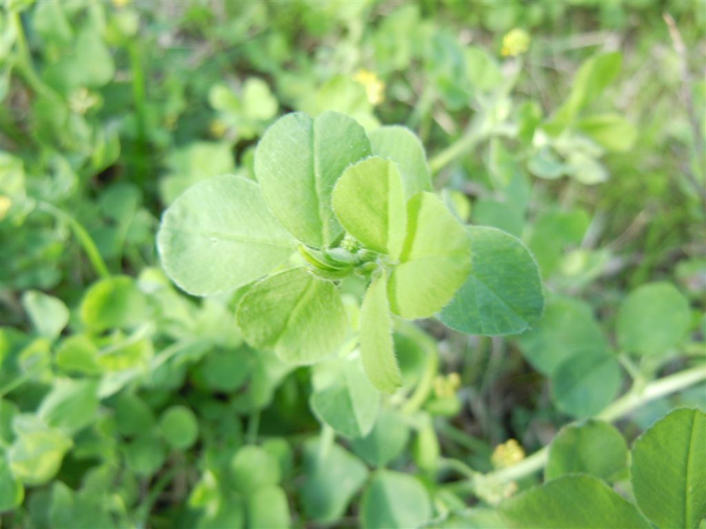 Da identificare - Medicago sp.